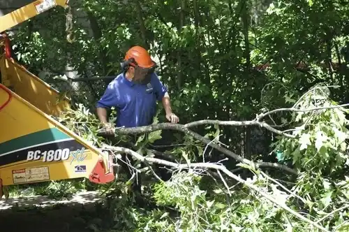 tree services Little Rock